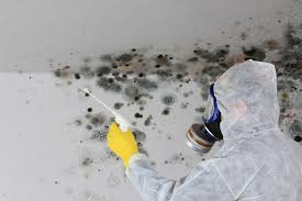 Why You Should Choose Our Mold Remediation Services in Spring Creek, NV